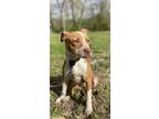 Mel, Boston Terrier For Adoption In Murphysboro, Illinois