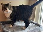 Hayley, Domestic Shorthair For Adoption In Virginia Beach, Virginia