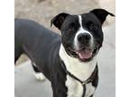 Rocky, Staffordshire Bull Terrier For Adoption In Chandler, Arizona