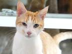 Maurice, Domestic Shorthair For Adoption In Monterey, Virginia