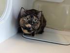 Bunny, Domestic Shorthair For Adoption In Divide, Colorado