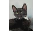 Crowley, Domestic Shorthair For Adoption In Lebanon, Oregon