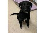 Loki, Labrador Retriever For Adoption In Vancouver, Washington