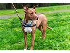 Gingersnap, American Pit Bull Terrier For Adoption In Vancouver, Washington