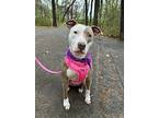Millie, American Staffordshire Terrier For Adoption In Okc, Oklahoma