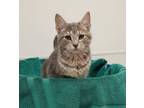 Honey Fka 25, Domestic Shorthair For Adoption In West Chester, Pennsylvania