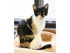 Peanut, Domestic Shorthair For Adoption In Fargo, North Dakota