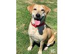 Matilda, Labrador Retriever For Adoption In San Antonio, Tx, Texas