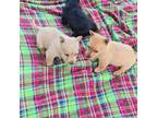 Scottish Terrier Puppy for sale in Fort Mitchell, AL, USA