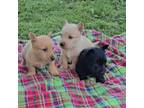 Scottish Terrier Puppy for sale in Fort Mitchell, AL, USA