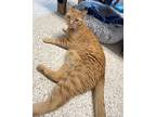 Murray Marmalade, Domestic Shorthair For Adoption In Newport, North Carolina