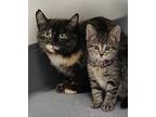 Lily * Bonded With Chloe *, Domestic Shorthair For Adoption In Sheboygan
