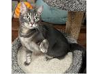 Pepper, Domestic Shorthair For Adoption In West Hills, California