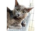 Blue, Russian Blue For Adoption In West Hills, California
