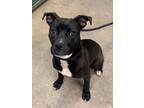 Gem Ii 103, American Pit Bull Terrier For Adoption In Cleveland, Ohio
