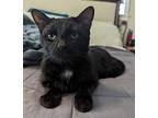 Brick, Domestic Shorthair For Adoption In Walnut Creek, California