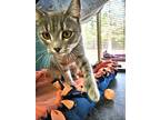 Darling, Domestic Shorthair For Adoption In Friendship, Wisconsin