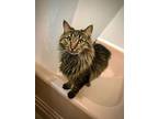 Spencer, Maine Coon For Adoption In Wilmington, North Carolina