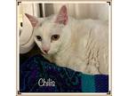 Chilis, Domestic Shorthair For Adoption In Holly Springs, Georgia