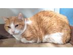 Eddie, Domestic Shorthair For Adoption In The Colony, Texas