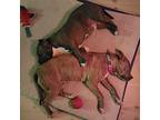North, American Pit Bull Terrier For Adoption In Julian, California