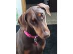 Rose, Doberman Pinscher For Adoption In Bothell, Washington