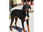 Ashley, Doberman Pinscher For Adoption In Bothell, Washington