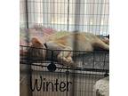 Winter, Domestic Shorthair For Adoption In Phoenix, Arizona