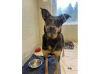 Casino, Doberman Pinscher For Adoption In Stouffville, Ontario