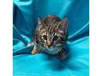 Jess, Domestic Shorthair For Adoption In Rowland Heights, California