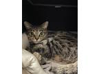 Porsche, Domestic Shorthair For Adoption In Arlington, Virginia