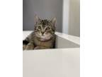 Pandora, Domestic Shorthair For Adoption In Guelph, Ontario