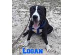 Logan Barnwell, Labrador Retriever For Adoption In Rockaway, New Jersey