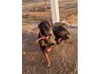 Gracie, Doberman Pinscher For Adoption In Anza, California