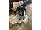 Chiquita, Doberman Pinscher For Adoption In Anza, California