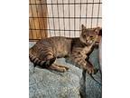 Dock, Domestic Shorthair For Adoption In St. Louis, Missouri