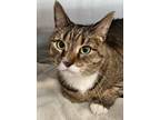 Mittens, Domestic Shorthair For Adoption In Oak Park, Illinois