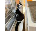 Keeto, Domestic Shorthair For Adoption In Tomball, Texas