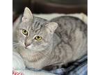 Starsky, Domestic Shorthair For Adoption In Oak Hill, West Virginia