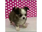 Tiny Longhair Chihuahua Puppy