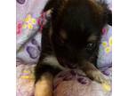 Chihuahua Puppy for sale in Nacogdoches, TX, USA