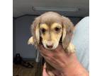 Dachshund Puppy for sale in Waynesboro, VA, USA