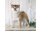 Shiba Inu Puppy for sale in Sioux Falls, SD, USA