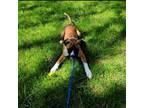 Boxer Puppy for sale in Williamsville, NY, USA