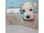 Schnauzer (Miniature) Puppy for sale in Tenaha, TX, USA