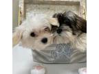 Shih Tzu Puppy for sale in New York, NY, USA