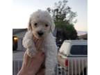 Goldendoodle Puppy for sale in Phoenix, AZ, USA