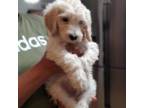 Goldendoodle Puppy for sale in Phoenix, AZ, USA