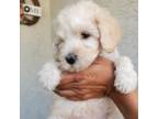 Goldendoodle Puppy for sale in Phoenix, AZ, USA