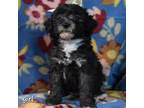 Mutt Puppy for sale in Cassville, MO, USA